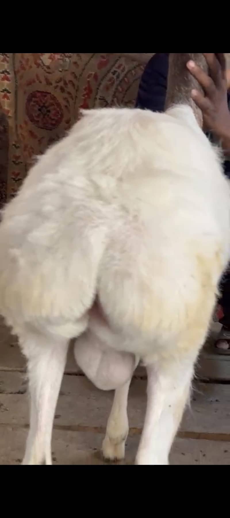 Sheep 4
