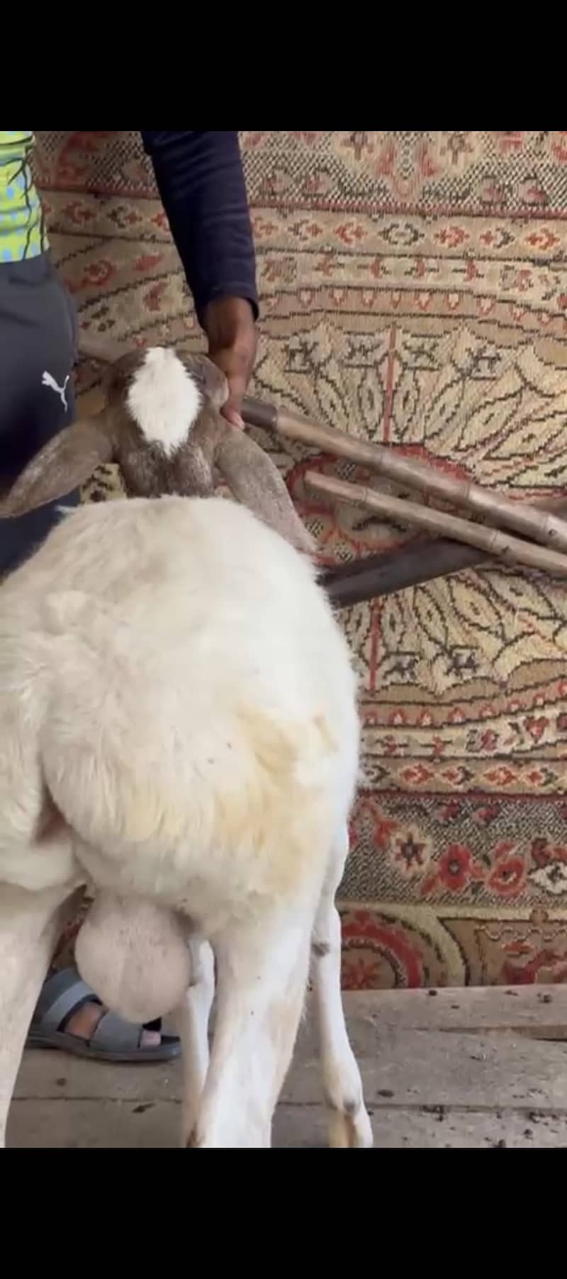 Sheep 5