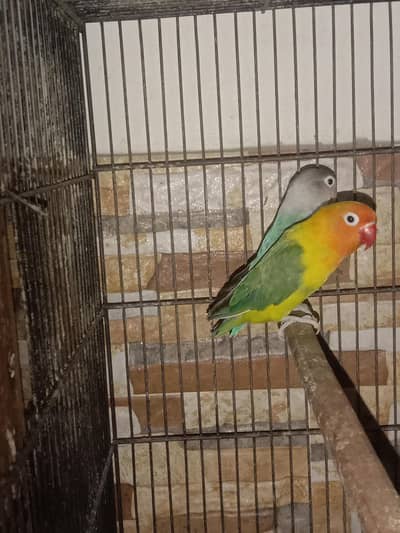 Love Birds for sale