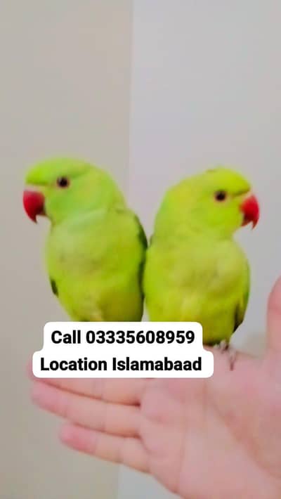 Single 5,500 Hand Tamed Friendly Green Ring Neck Parrots Male/Female