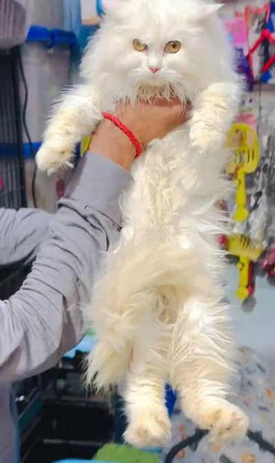 Persian cat | Triple gold panch face | cat available