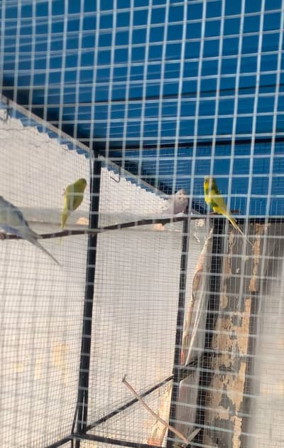 Australian budgies parrots