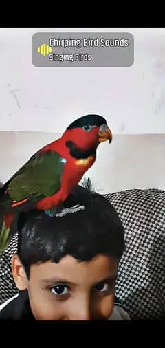 african gray parrot  & Yellow Bip Lori