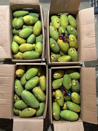 Multani Amm Mangos  Anwar ratol  Chaunsa available