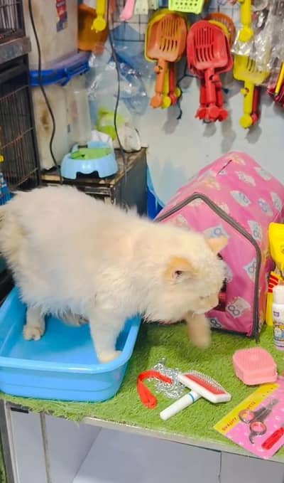 Himalayan Persian cat | semi cat | pair available