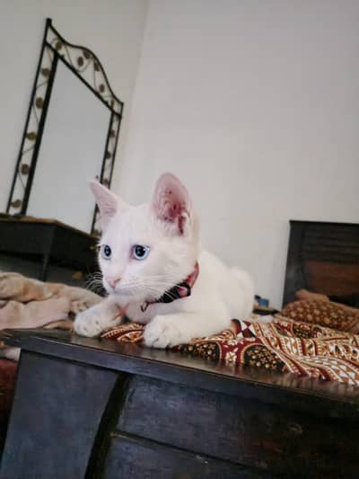 cat for sale location Gulberg Greens Islamabad