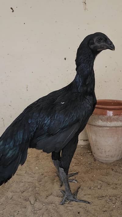 DRAGON PARROT BEAK