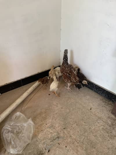 Aseel hen with ten chicks