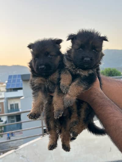 German shepherd long coat puppy