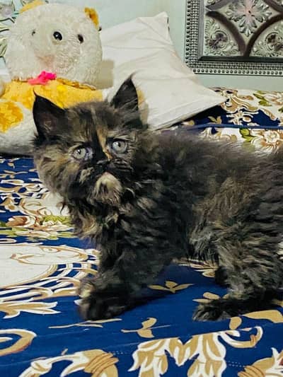 Cat Persian | Cat gold | cat available | accessories