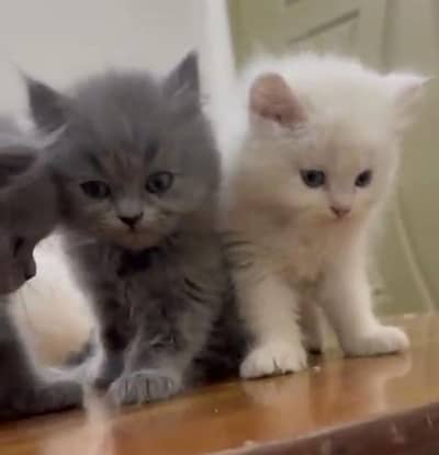 Cat Persian | Cat gold | cat available | accessories