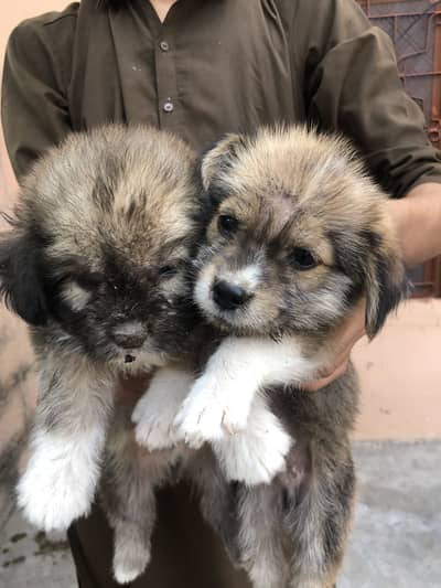 Mix breed puppy
