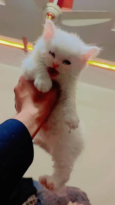 persian cat