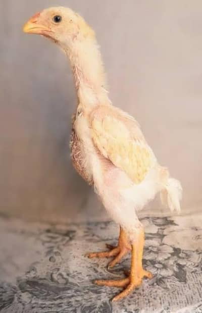 full healthy full active king size shamo chicks