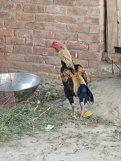 full healthy active bird