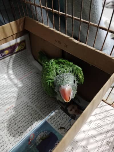1month to 1.5month old green ringneck chivk available for sale
