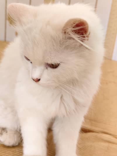 Persian Cat for Sale