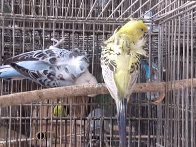 Hogo, hogoromo,TCB,ECB, dominant pied,KIng,Undersize,bajri