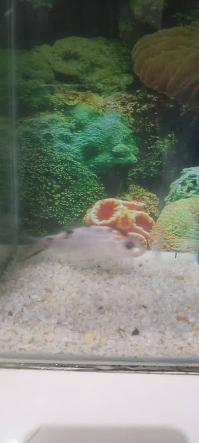 KOI FISH 4 INCH