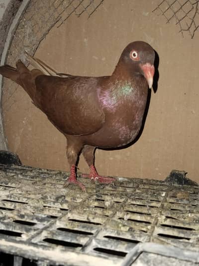 Danish a1 quality female breeder