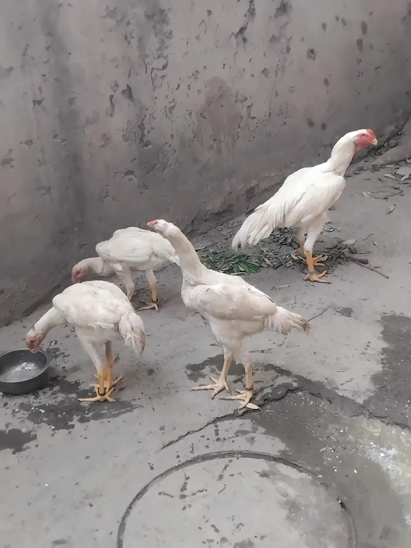 pur jermen. white o shamo. . coco shamo. black . shamo. chiks awailble. — photo 2