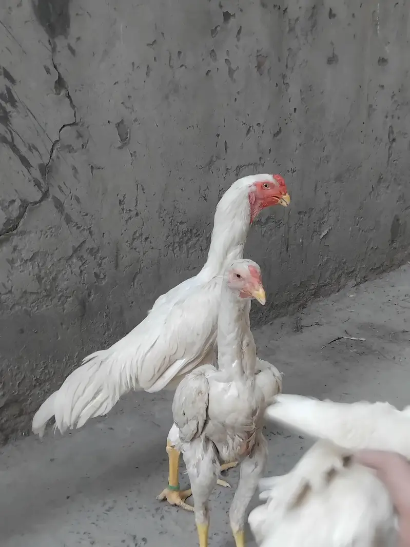 pur jermen. white o shamo. . coco shamo. black . shamo. chiks awailble. — photo 3