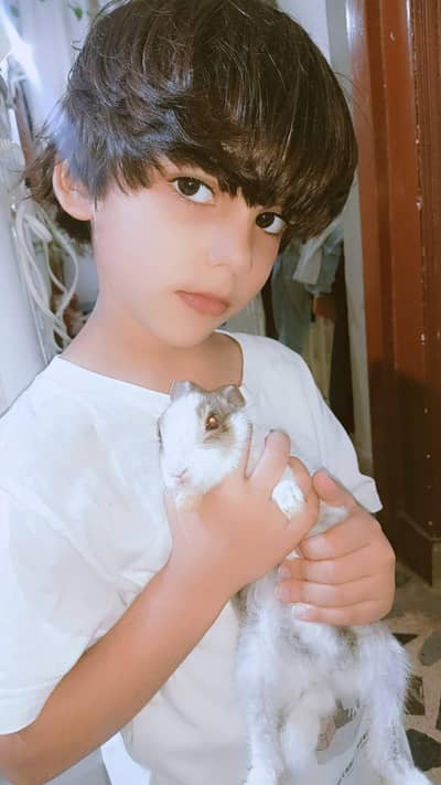 Rabbits 