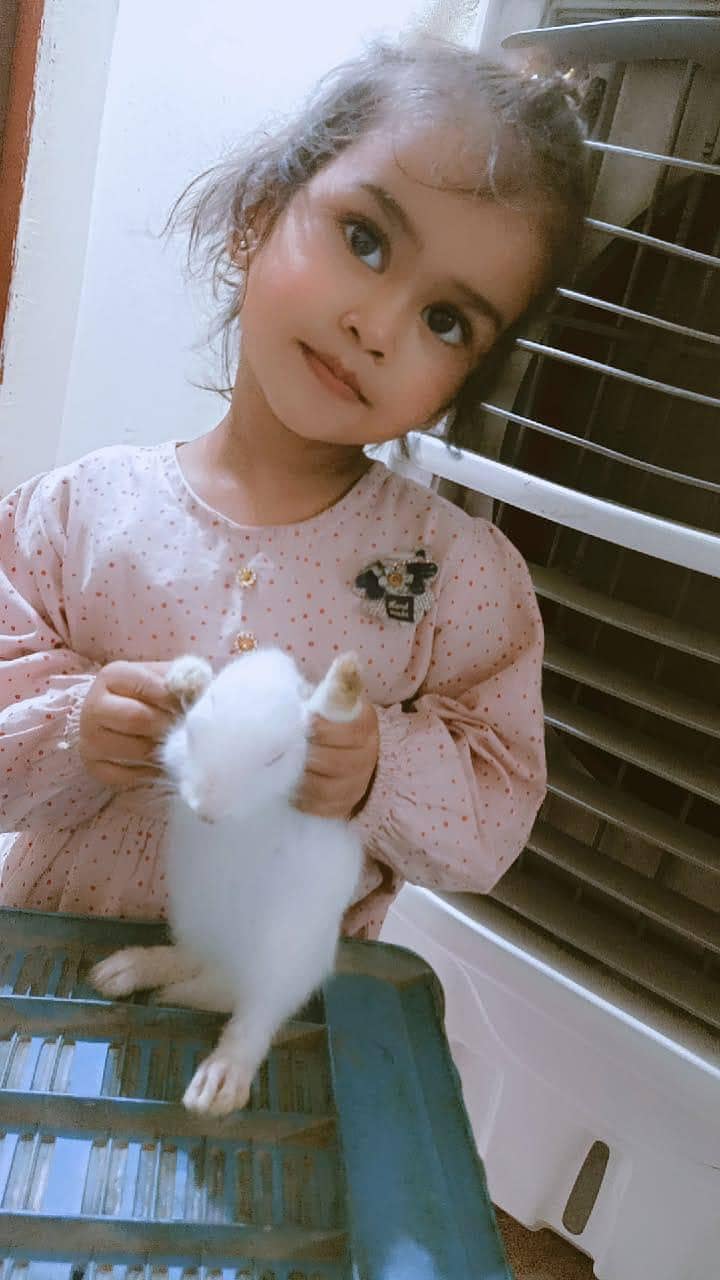 Rabbits  2