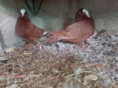 mukhi,mokhe,mokee,mokhi,fancy pigeon kabotar,German mukhi