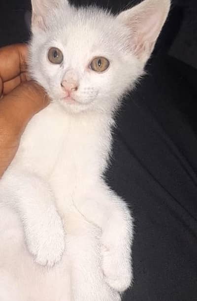 Kitten for sale Whatsapp 03115573576