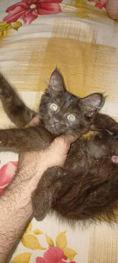 female kitten for sale