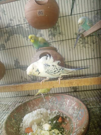 Tcb Hogoromo + fallow+crust+simple budgie mix bird