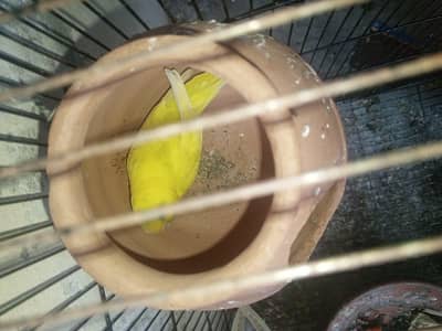 fallow+crust+simple budgie mix bird