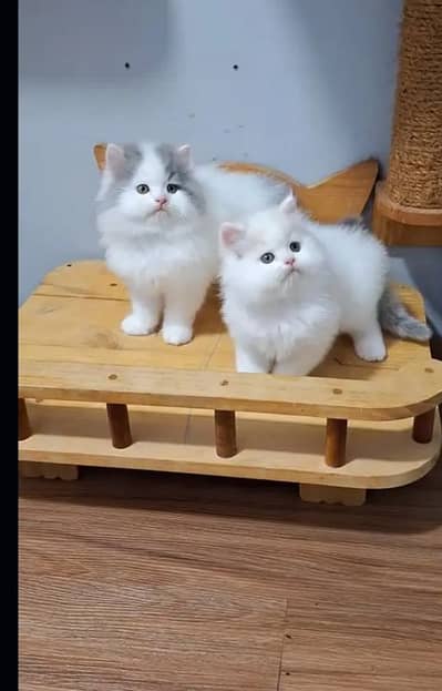 Persion Cat 2 month age My WhatsApp Number 03296428873 for sale