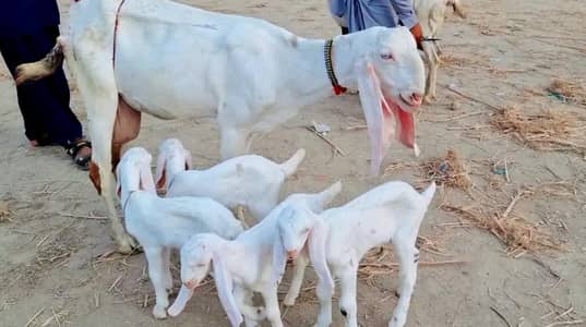Bakri Bachy