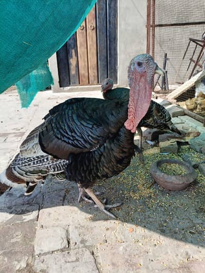 Turkey Birds Pair