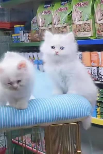 Persion Cat 2 month age My WhatsApp Number 03296428873 for sale