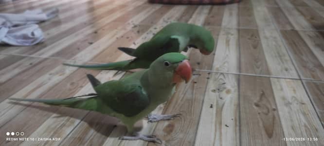 parrots