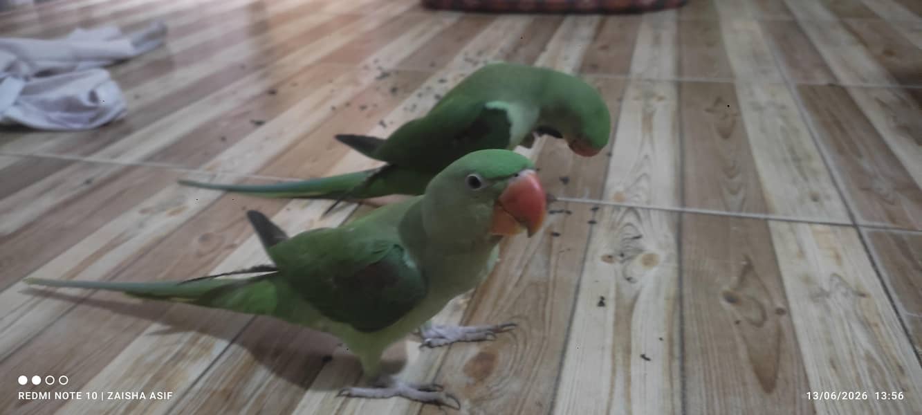 parrots 0