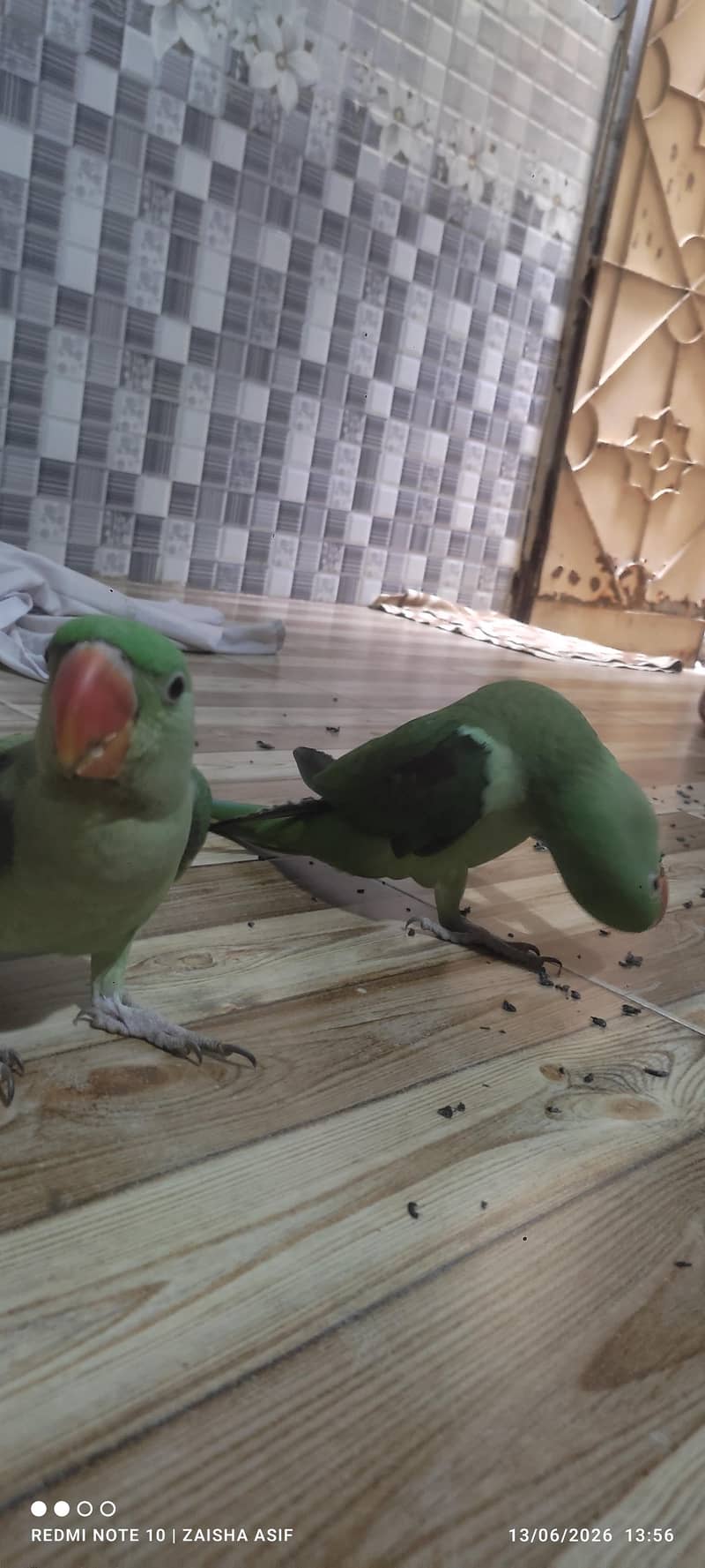 parrots 1