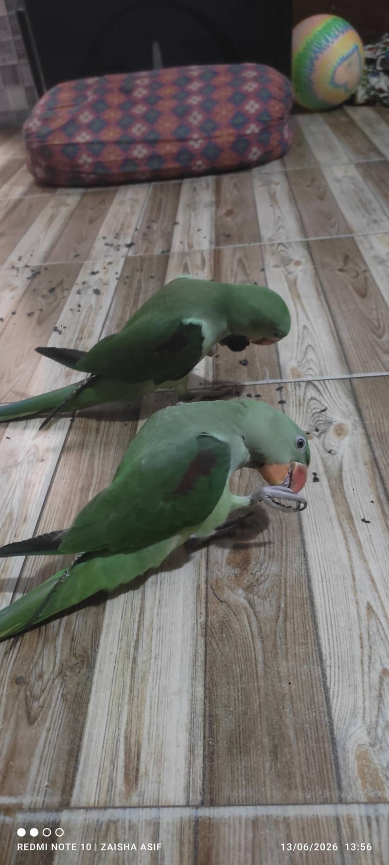 parrots 2
