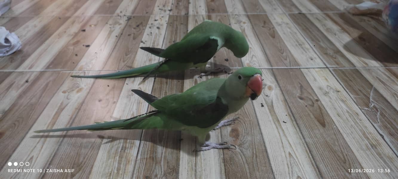 parrots 3