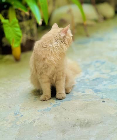 Cat for sale