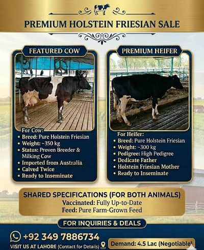 Freisian Cows for Sale | Heifer| گائے | Pair in 4.20 lac