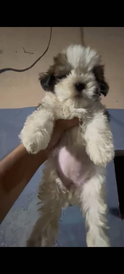 shitzo puppy