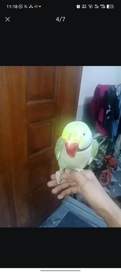 Raw Parrot