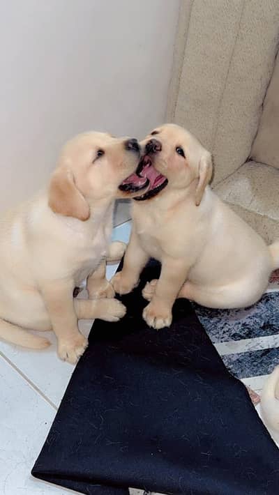 British Labrador Female Puppies Available for New Homes