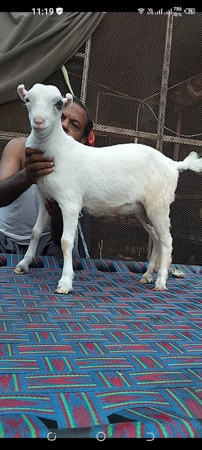 gulabi teda out class quality