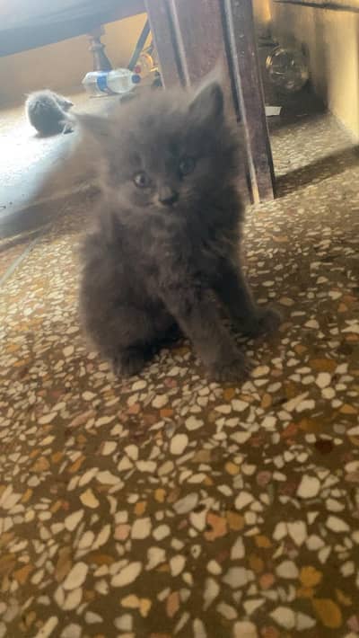 parsion cat