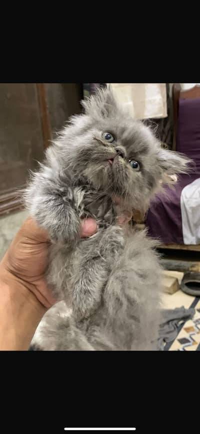 Peke kitten
